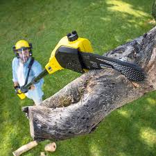 Best Stump Grinding and Removal  in Level Park Oak Park, MI