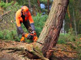 Level Park Oak Park, MI Tree Care Services Company