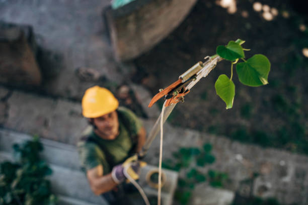 Best Utility Line Clearance  in Level Park Oak Park, MI