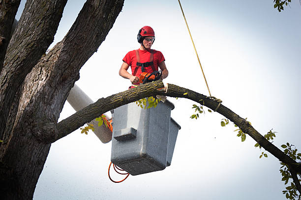 Best Tree Disease Treatment  in Level Park Oak Park, MI