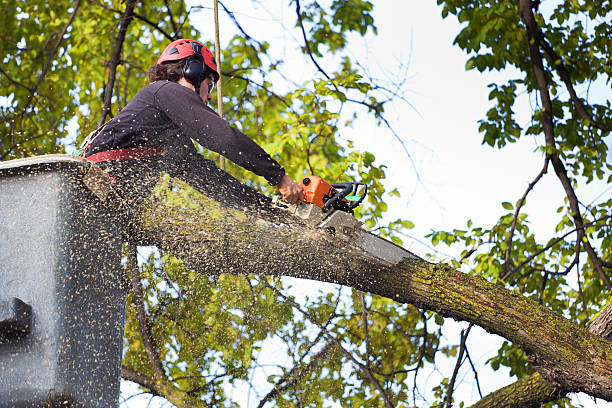 Best Lawn Mowing  in Level Park Oak Park, MI